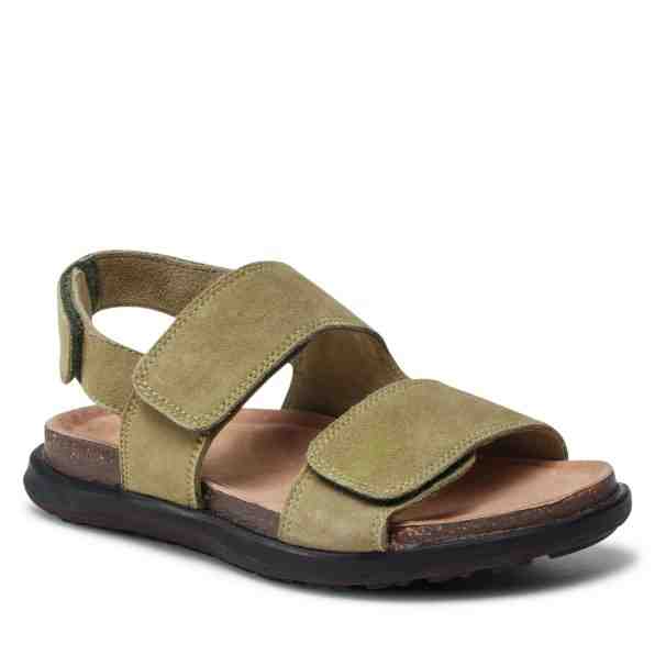 Olive Tree CI12-ACTI-02